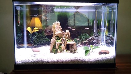 Setting up a 20g Freshwater Aquarium