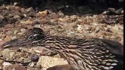 Bird vs Snake: Fight to the Death