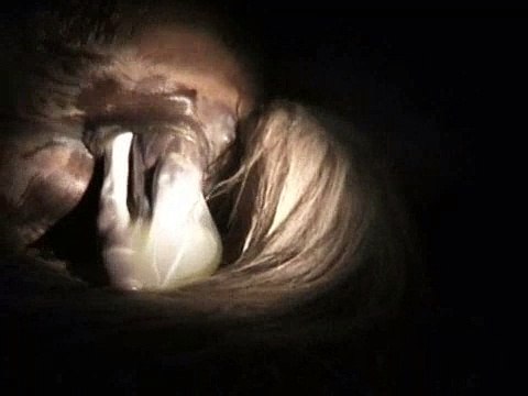 bevalling van een shetlander