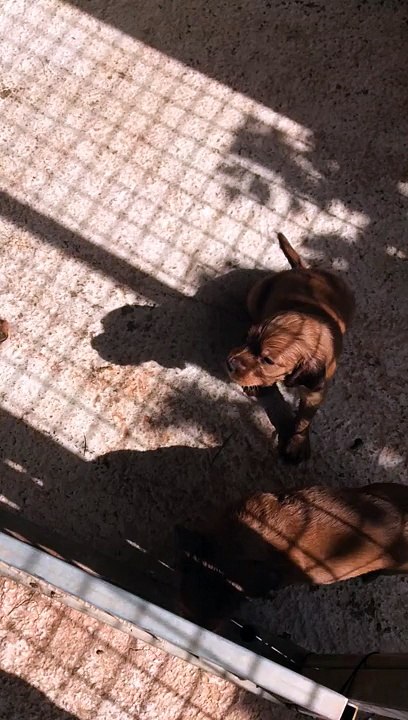 setter irlandais portee Cayenne/Filou