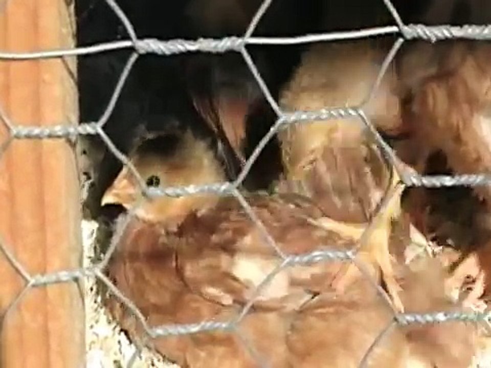 Happy chickens