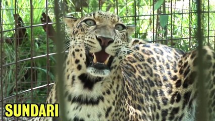 Do Tigers Like MARMITE?