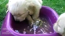 Puppy Falls Asleep in Water