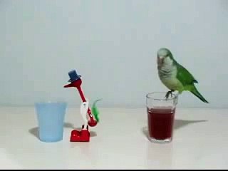 Quaker Parrot & Drinking Bird Toy Competition