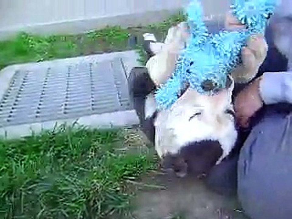 *BARNEY RUBBLE!* ADORABLE, friendly, sweet, and SILLY Pitbull/American Bulldog mix for adoption!