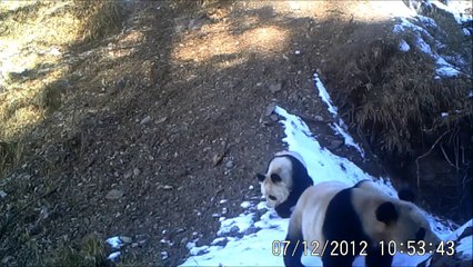 Giant Panda Camera Trap Footage in China