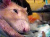 Super süße Ratte schläft, knuspert und glubscht ;) - super cute rat sleeping, munching and bulging ;)