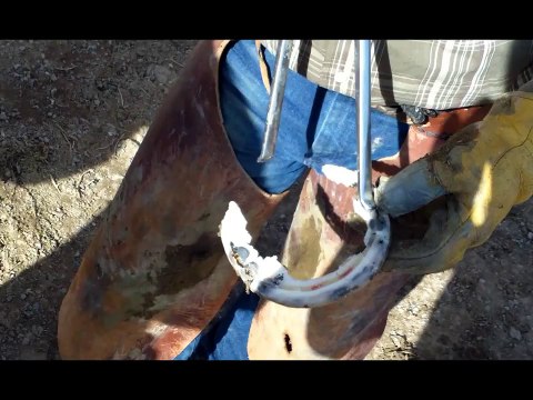 Trimming a Horse With Laminitis