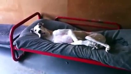 Silly Dog Hates Mornings and Won't Wake Up