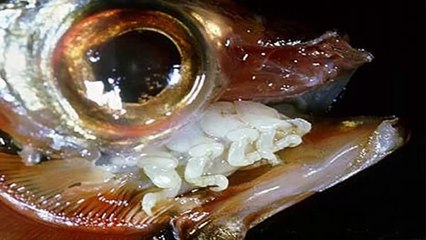 BICHO EXTRATERRESTRE COMELENGUAS  PARÁSITO QUE SE COME LA LENGUA DE LOS PECES. Cymothoa exigua