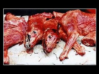 manifiesto por la liberación animal