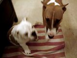 Bull terrier & brutus playing