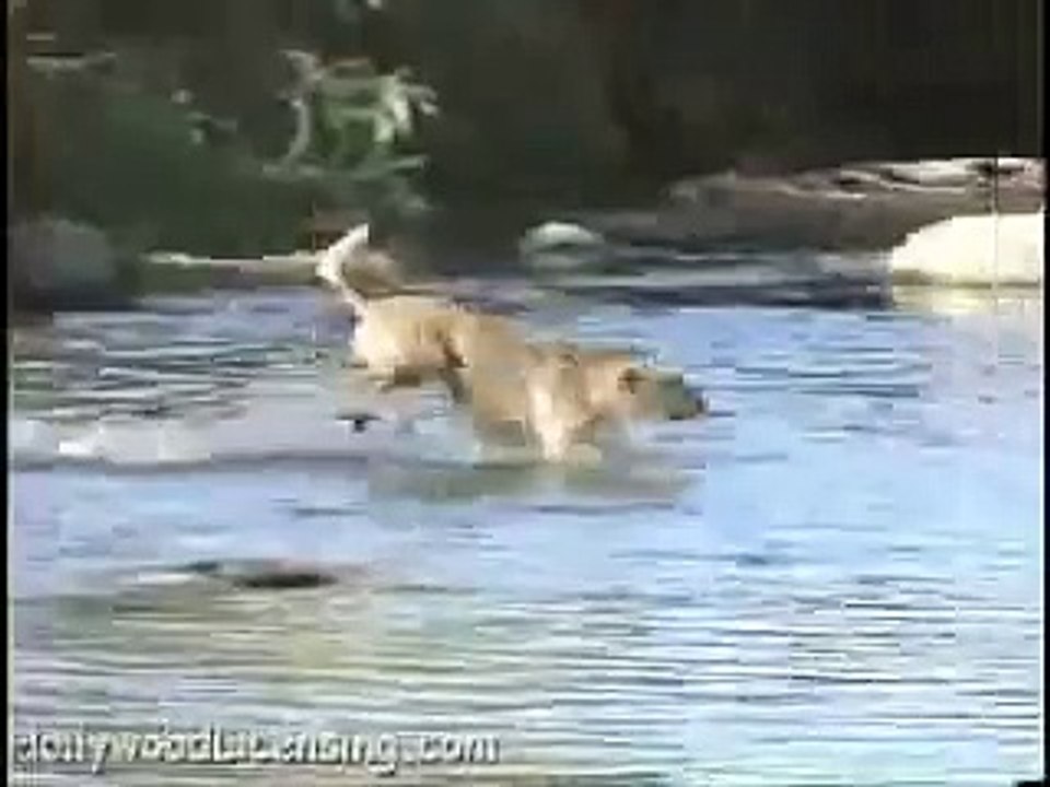 Dog Catches Huge Fish