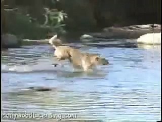 Dog Catches Huge Fish