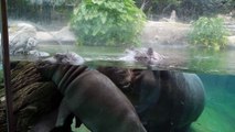 How to Teach a Baby Hippo to Swim (San Diego Zoo, Adhama, Funani)