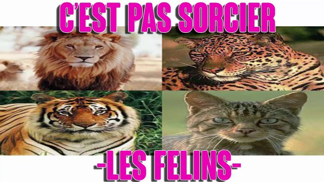 Cest Pas Sorcier Les Felins Vidéo Dailymotion