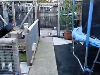 Greyhound kenneled with Rabbit