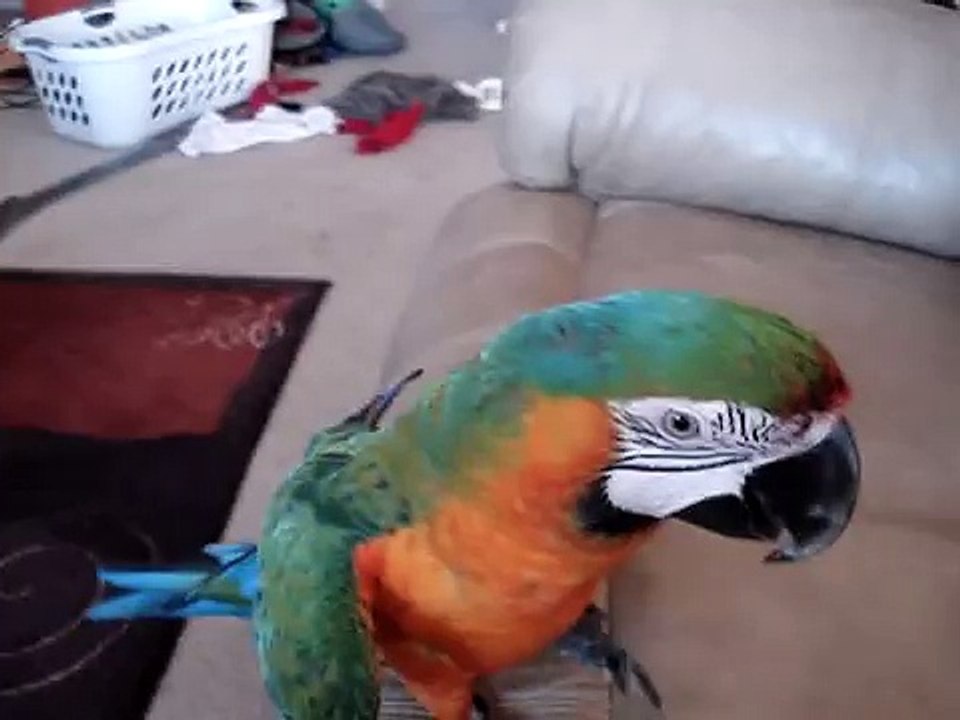 Diego the Macaw playing