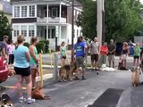 Aggressive Dog Pack Walk- Solid K9 Training