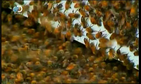 И какво правим сега?: Торнадо и пчели-убийци