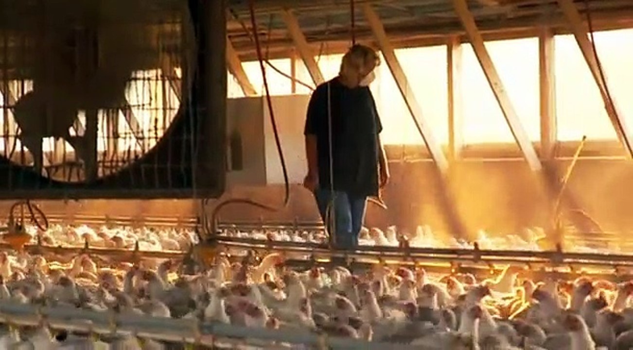 Les Alimenteurs - Elevage industriel de poulets.avi