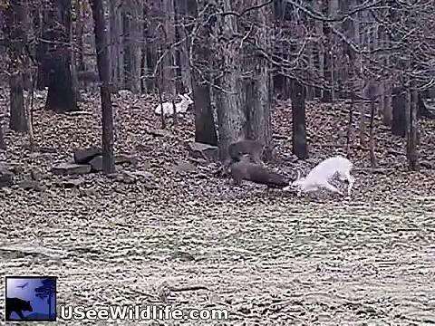 White Deer Fight