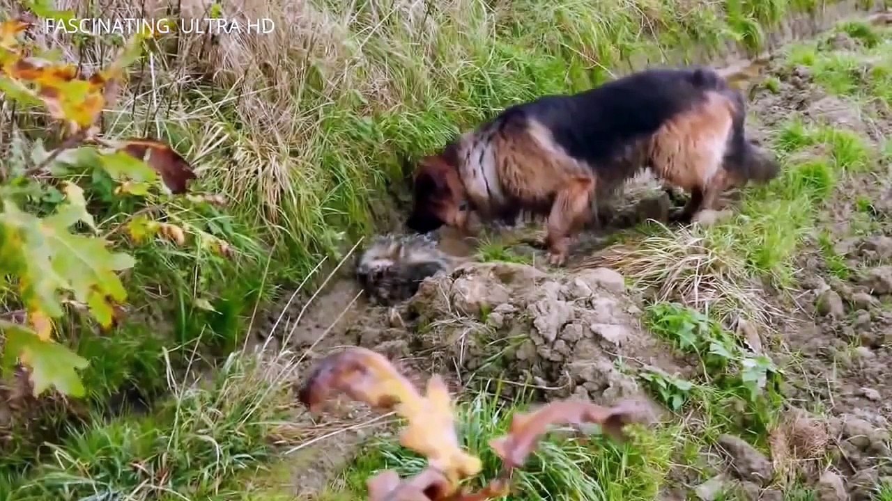 Funny and Lucky Moments  DOG  AGENT   FBI   ,,DOG $  in action,,