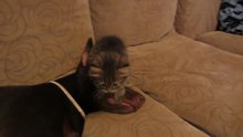 Злой котенок и доберман
