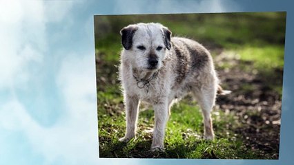 Equine Canine Therapy for Happy, Healthy Animals!