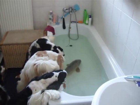 Наблюдатели