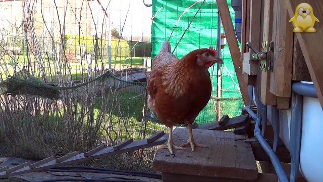 Construire 1 poulailler 3/4. Les poules pondeuses.