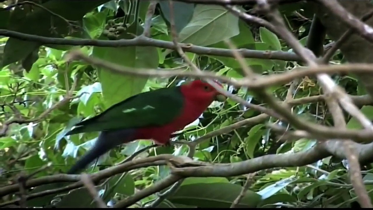Rainforest Beneath the Canopy