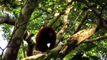 Amazon Rainforest Wildlife - An Untamed Wilderness
