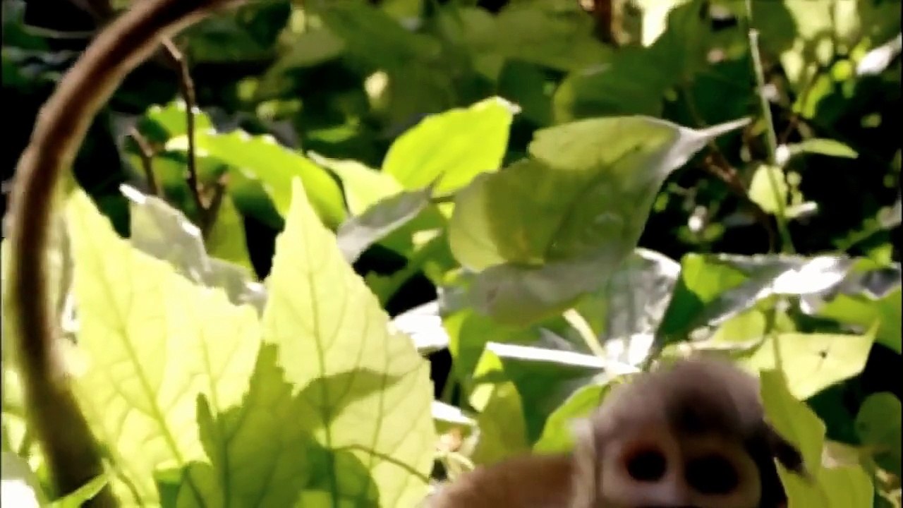 Origins of the Human Evolution