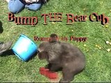 GRIZZLY BEAR CUB & Little Dog Playing