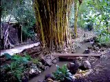 Hawaiian Studies Gardens and Manoa Stream