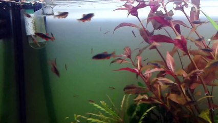 Danios Margaritatus Feeding