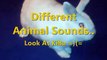 Reaction Of Our KiBa - Sounds = Wild Rabbits,Birds,Eagle....