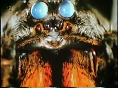 Leben am seidenen Faden: Bemerkungen über die Spinne - Horst Stern 1/6.avi