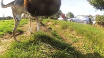 GoPro Dog - A Day In The Life Of Kimbo - Camera mounted on my Rottweiler at the woods
