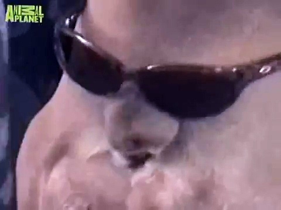 The Planet's Funniest Animals -The Film Star Dog [HUNGARIAN DUB] HD