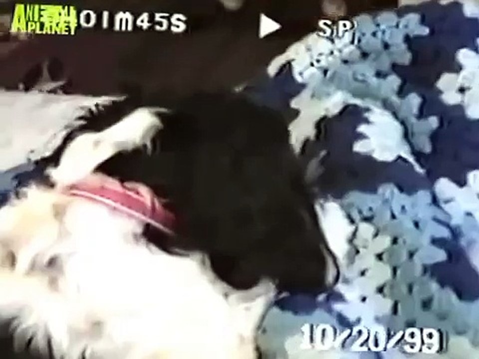 The Planet's Funniest Animals - The Real Angelina Jolie Dog [HUNGARIAN DUB] HD