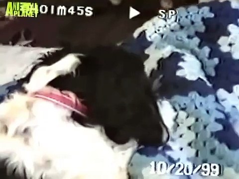 The Planet's Funniest Animals - The Real Angelina Jolie Dog [HUNGARIAN DUB] HD