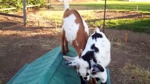 baby goats jumping and playing (Dottie & Daisy)