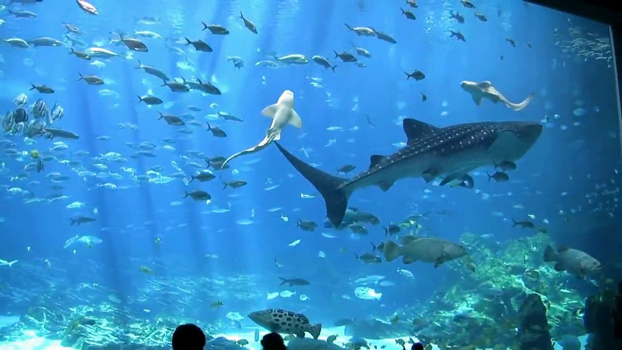 Acuario de Georgia (FullHD)_showfauna.com
