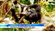 Gorilla Loves Humans, But Not Other Gorillas