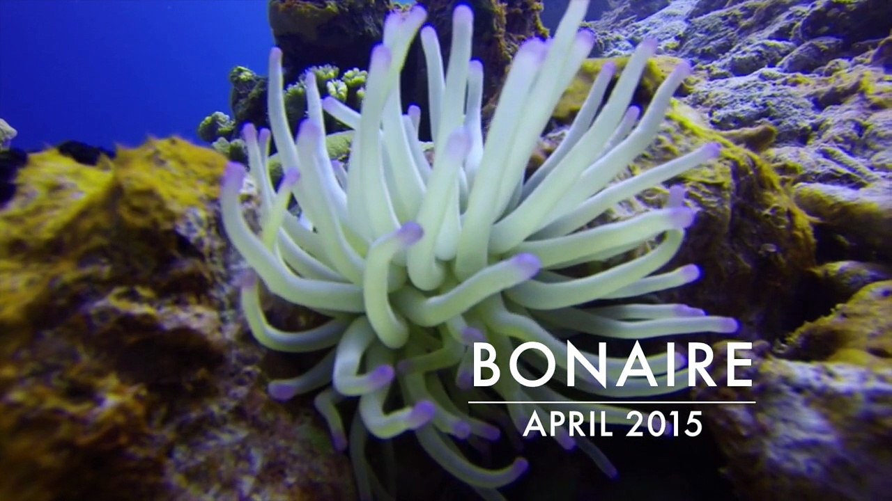 Bonaire - April 2015
