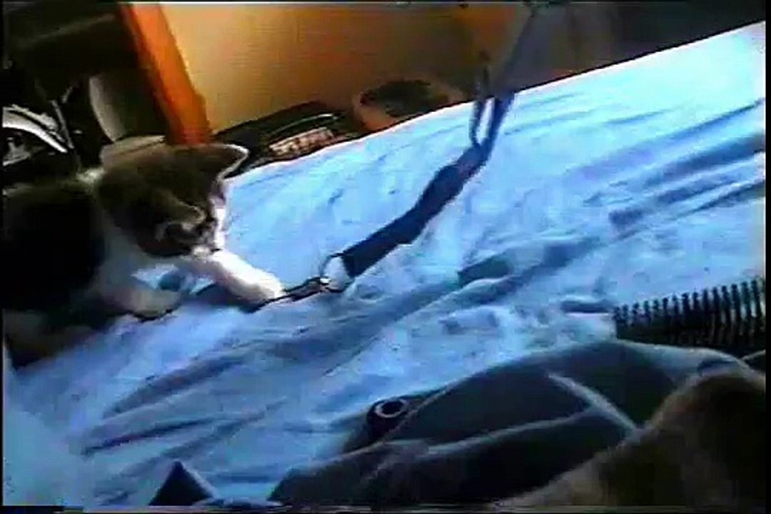 Funny Cute Kitten