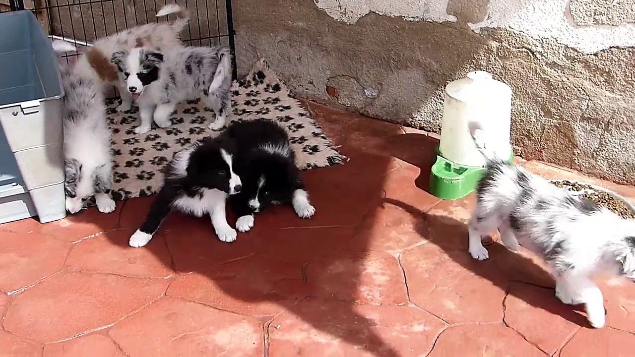 Mafalda's Border Collie - Cachorros Hada & Wind 03-5-15