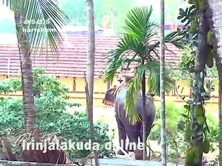 Elephant Attack in Kerala Temple